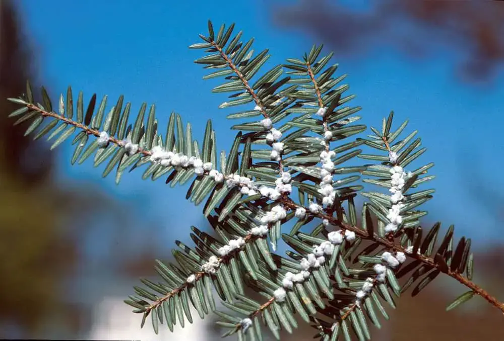 What are adelgids? Adelges Tsugae on a fir tree.