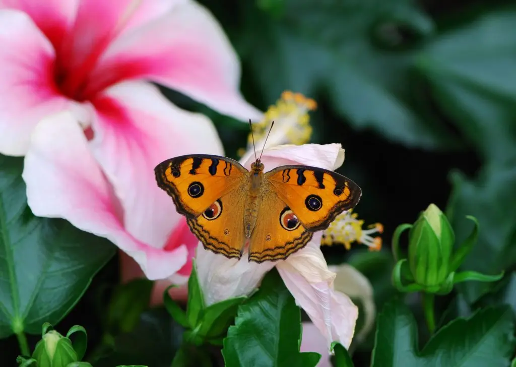 Discover our wildlife and pollinator-friendly garden services.