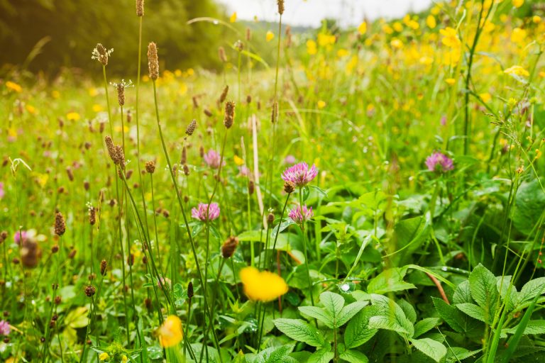 Wildlife and Pollinator Gardens with natural spring meadow