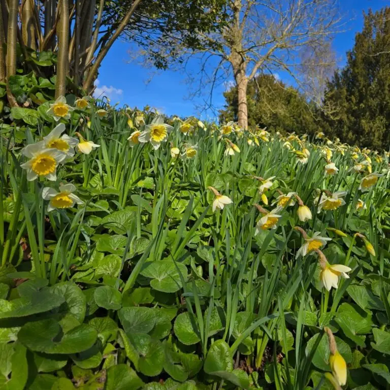 Wild daffodil bank with blooming daffodils in Barming