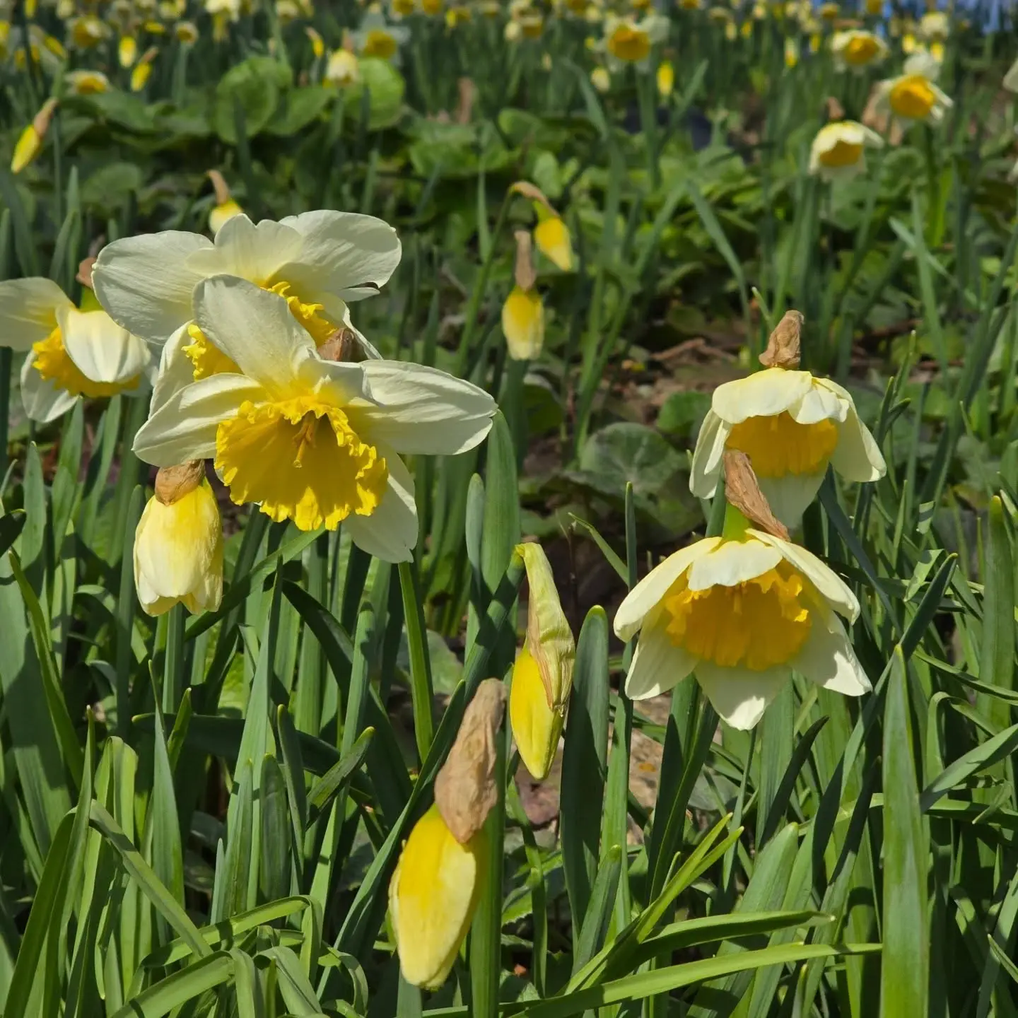 Close-up of daffodil flowers in bloom at the Barming transformation project