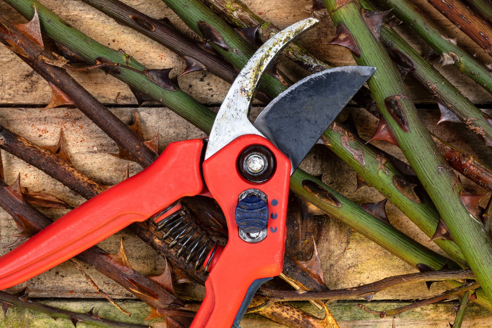 Picture of some garden pruning shears after pruning rose stems.