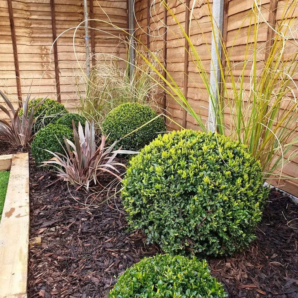 all-year-round plants for a low-maintenance garden