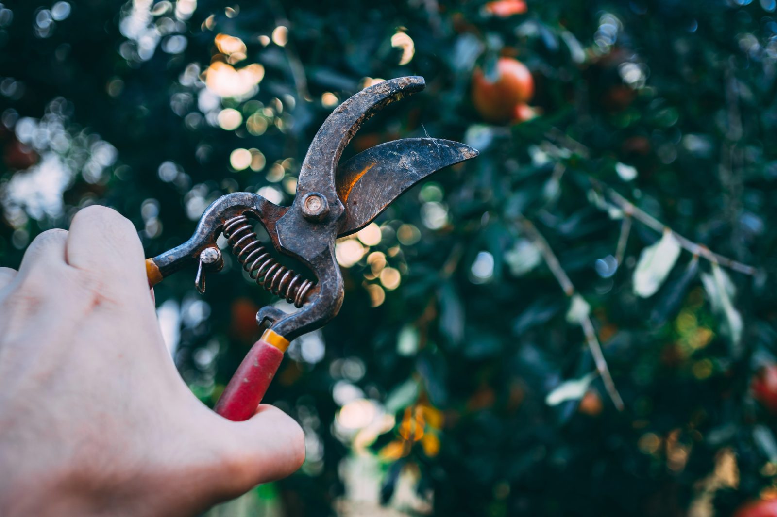 Picture of someone pruning with dirty pruning shears