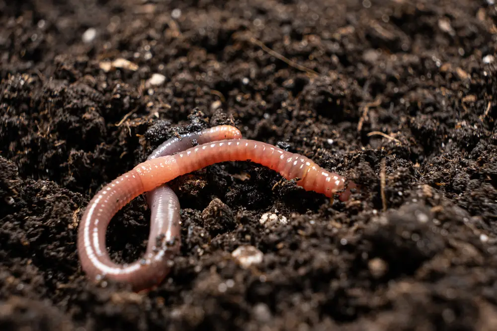Big beautiful earthworm