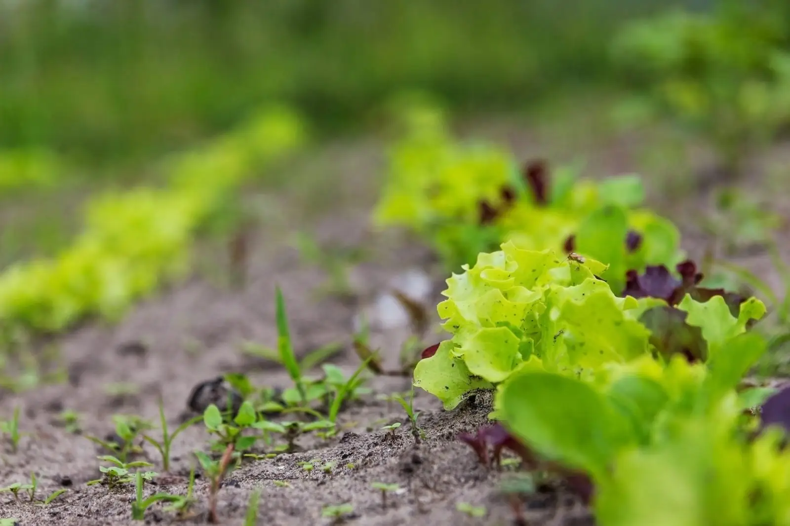 One of the fastest-growing vegetables, lettuce, is growing in a vegetable garden.