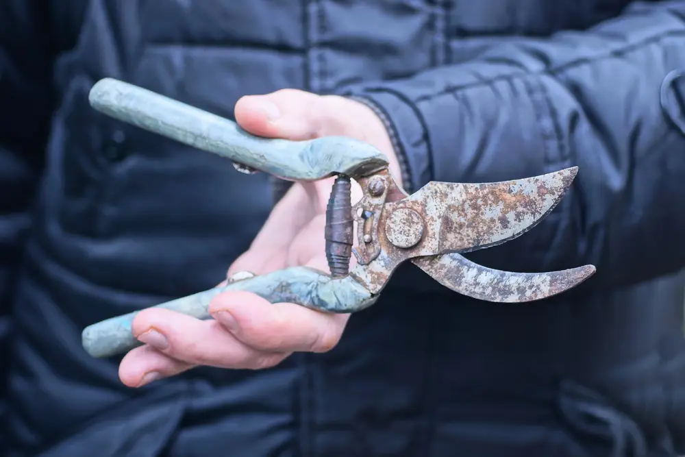 Hand of a gardener worker holding an old pair of rusty pruning shears.