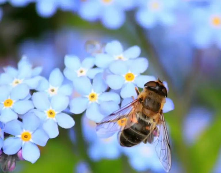 Wildlife and Pollinator Gardens
