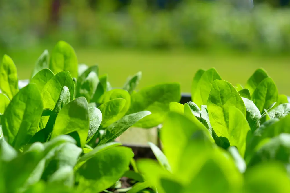 Spinach is one of the fastest-growing vegetables. A close-up of some spinach plants is pictured here.