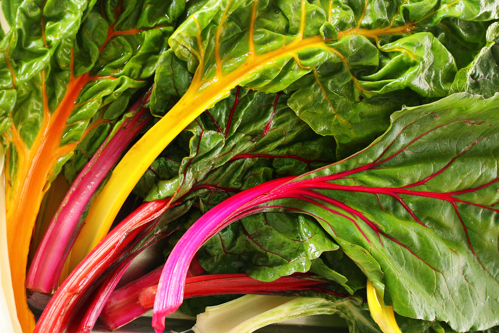 Swiss Chard is one of the fastest-growing vegetables. A close-up of some harvested Swiss Chard