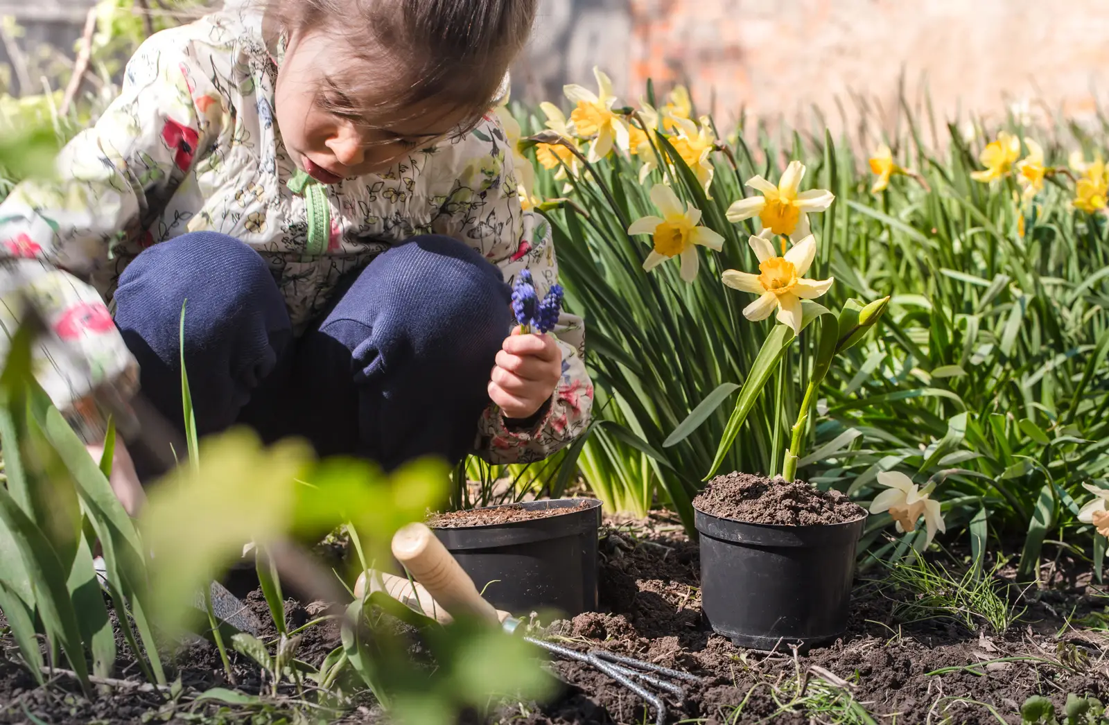 Little girl planting fresh spring flowers in the garden