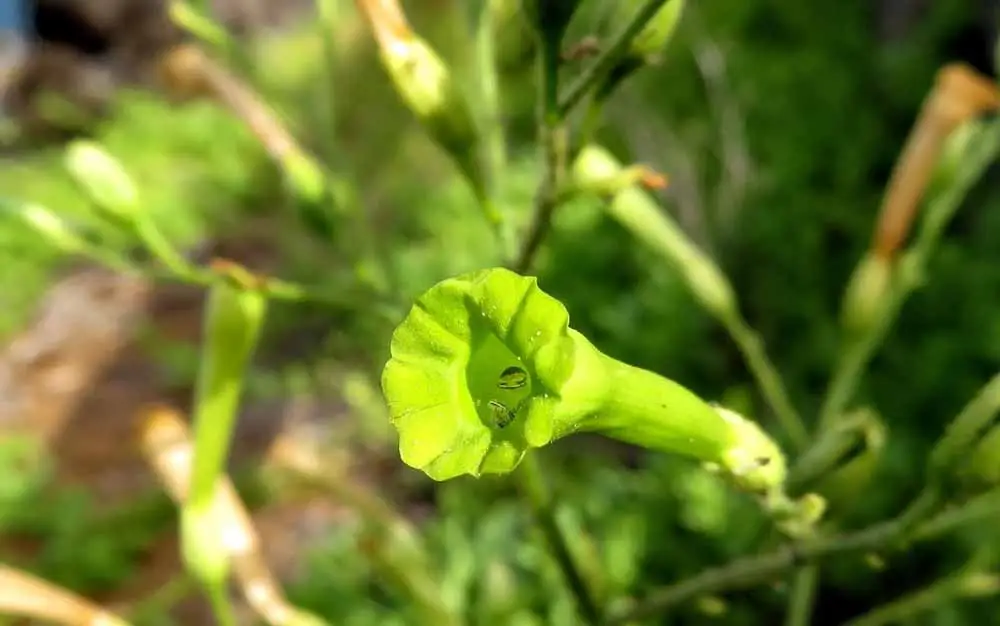 Nicotiana Paniculata flower close-up