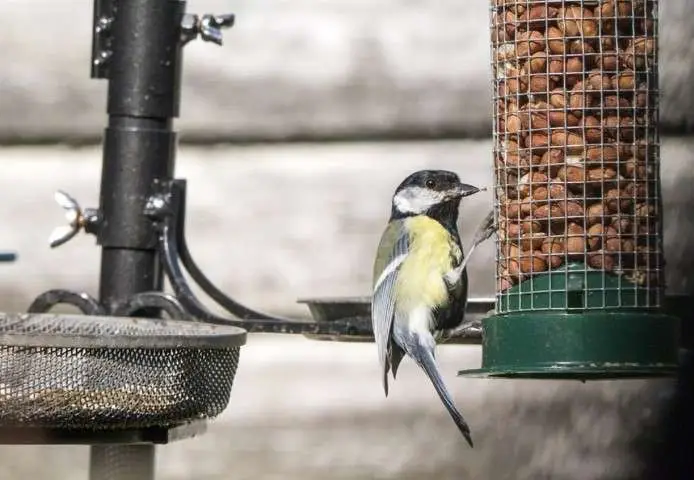 Feed birds to help fight climate change