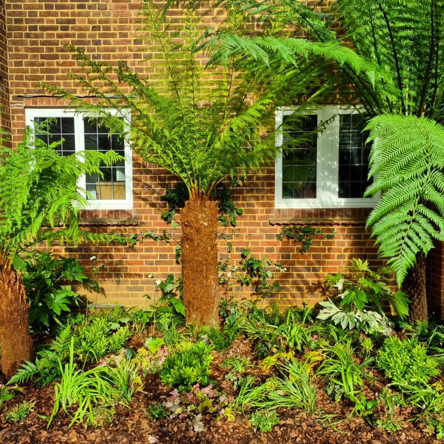 A lush tree fern and vibrant green plants against a brick wall, part of a garden border transformation in Sevenoaks