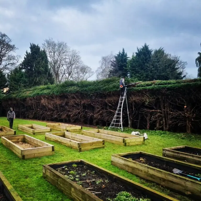 Yew hedge renovation in Wateringbury – completed hedge reduction and shaping by Cowen Landscapes.