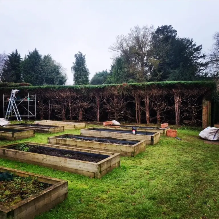 Hedge renovation Wateringbury – reducing overgrown yew hedge by six feet for balanced regrowth.