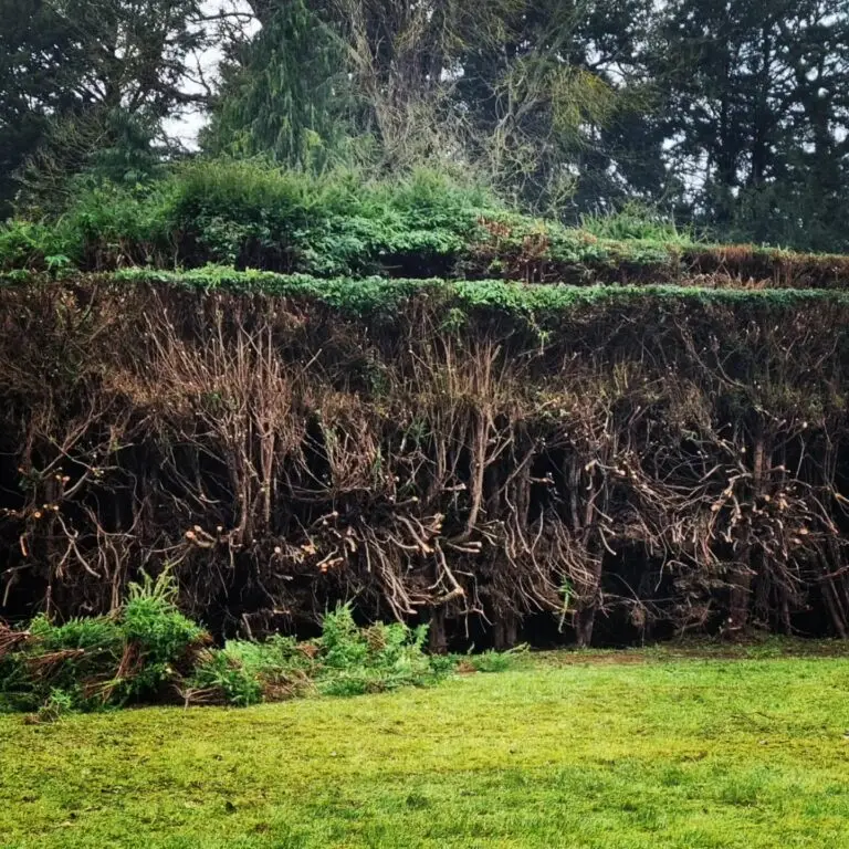 Cowen Landscapes team carrying out hedge renovation Wateringbury project.
