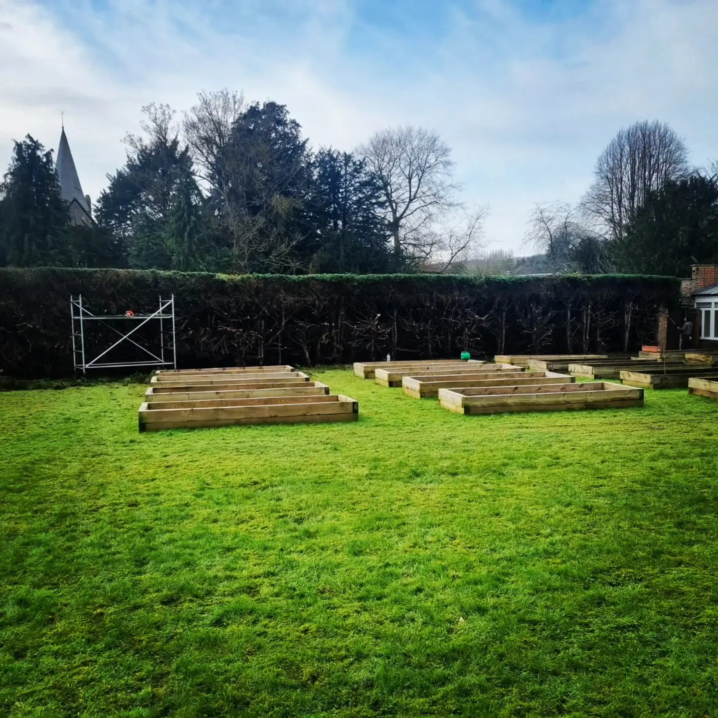 Finished hedge renovation Wateringbury – rejuvenated yew hedge in private garden.