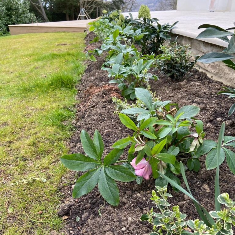 Newly planted perennials and topiary adding colour and texture to the Sevenoaks garden
